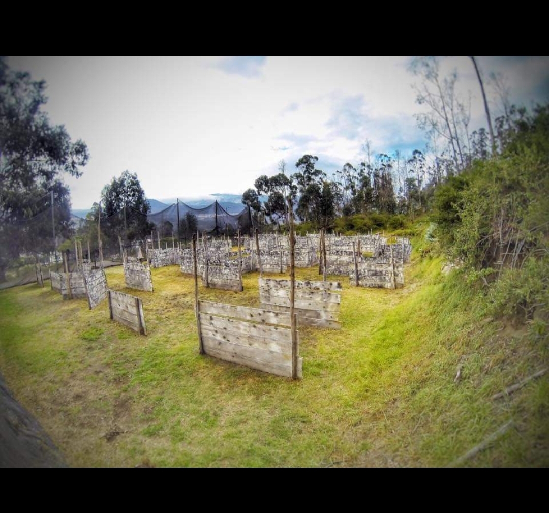Quito Woodsball